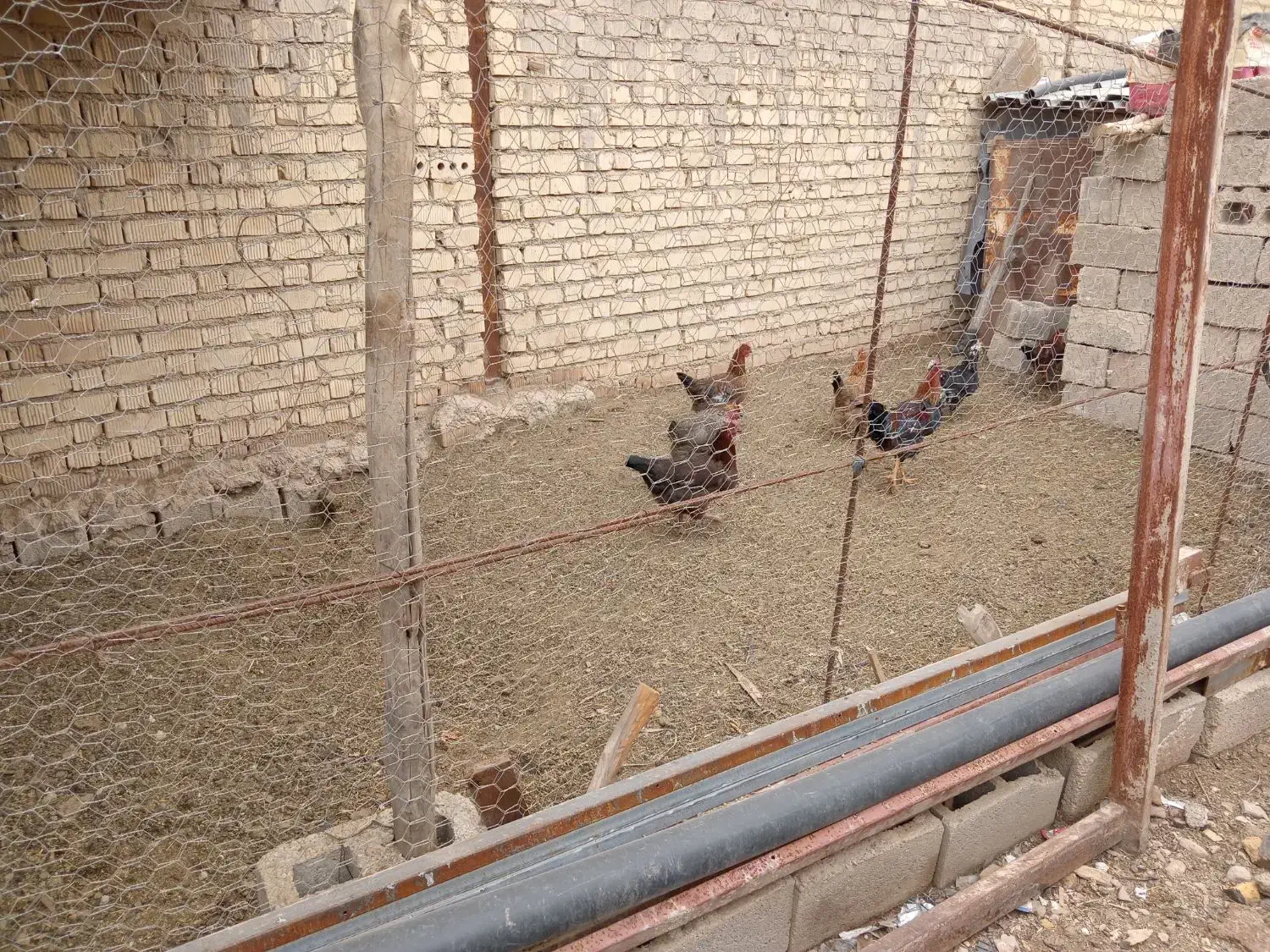 فروش مرغ محلی تخم گذار و خروس محلی|حیوانات مزرعه|شیراز, کیان آباد|دیوار