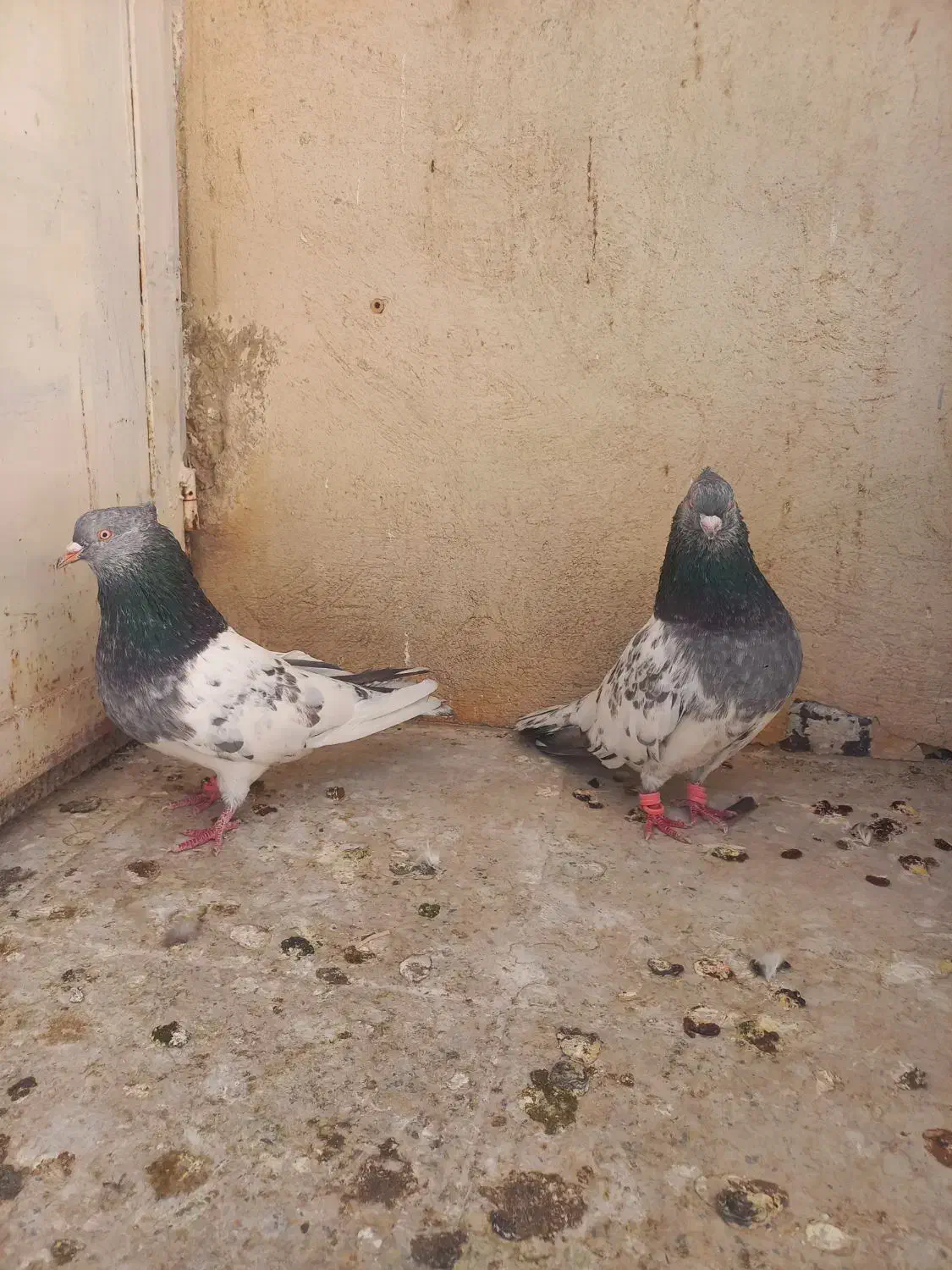 کفتر|حیوانات|شیراز, قلعه شاهزاده بیگم|دیوار