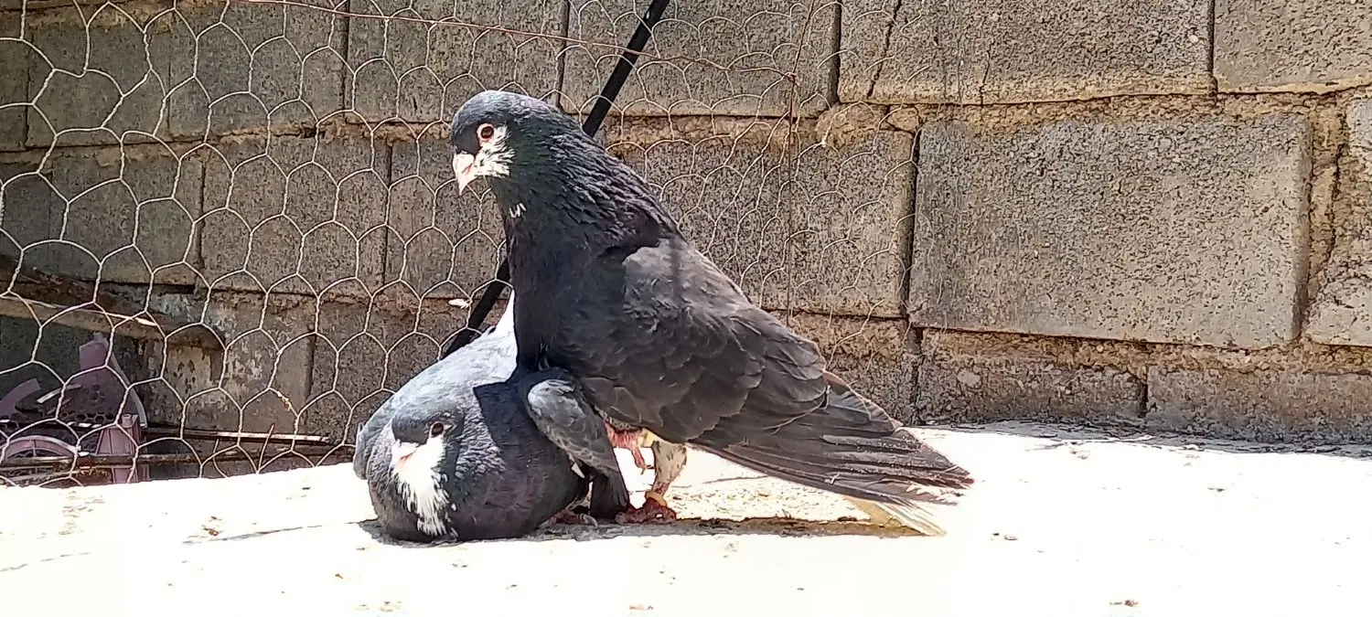 کبوتر|پرنده|فسا, |دیوار