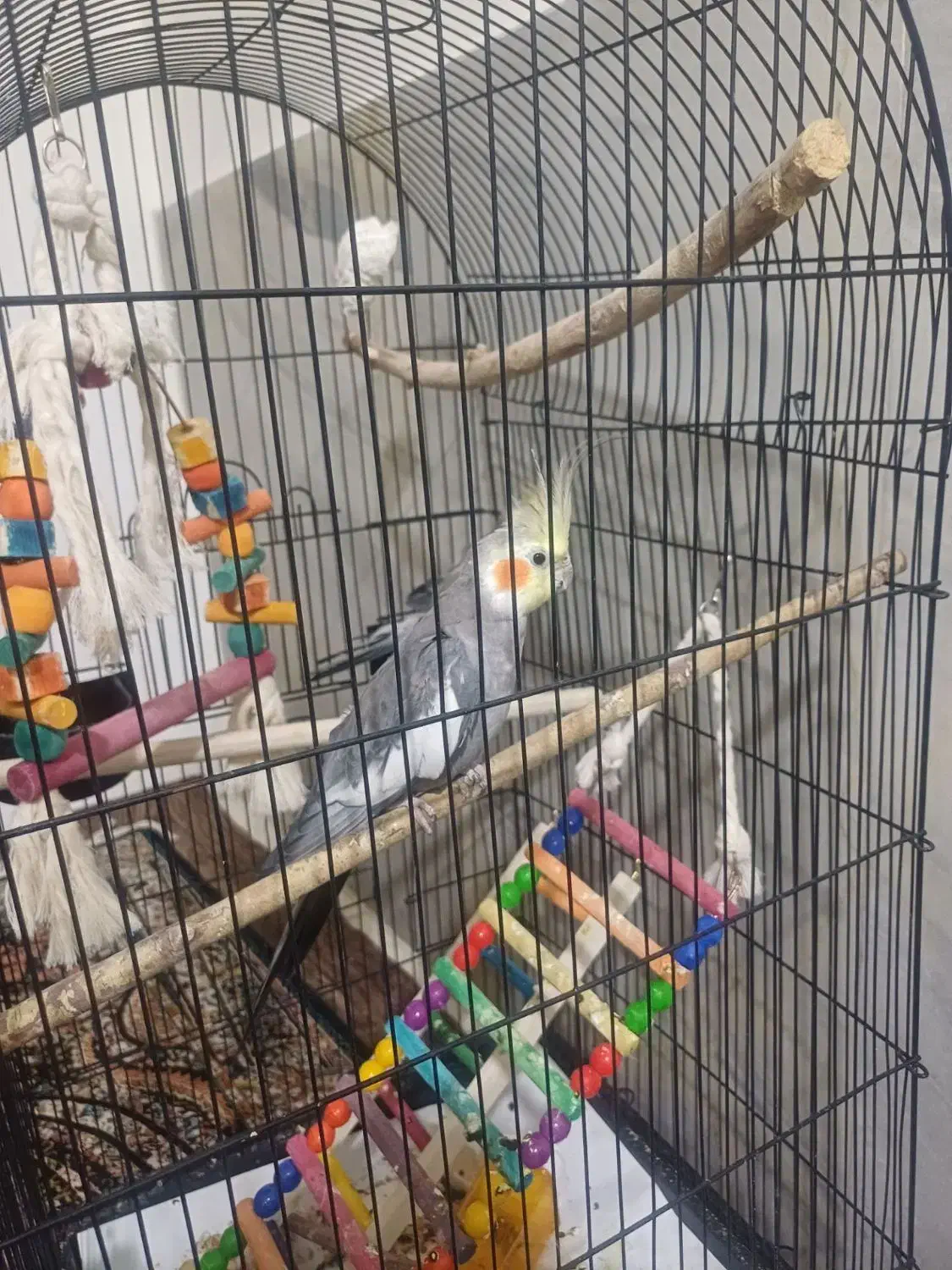 عروس هلندی|پرنده|تهران, صادقیه|دیوار