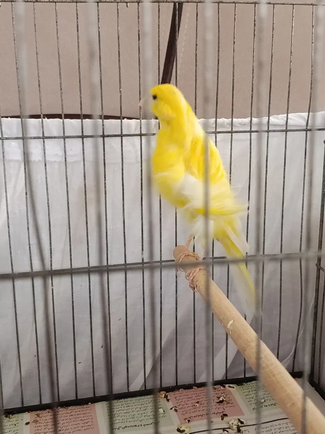 قناری ماده سوپر|پرنده|رشت, چمارسرا|دیوار