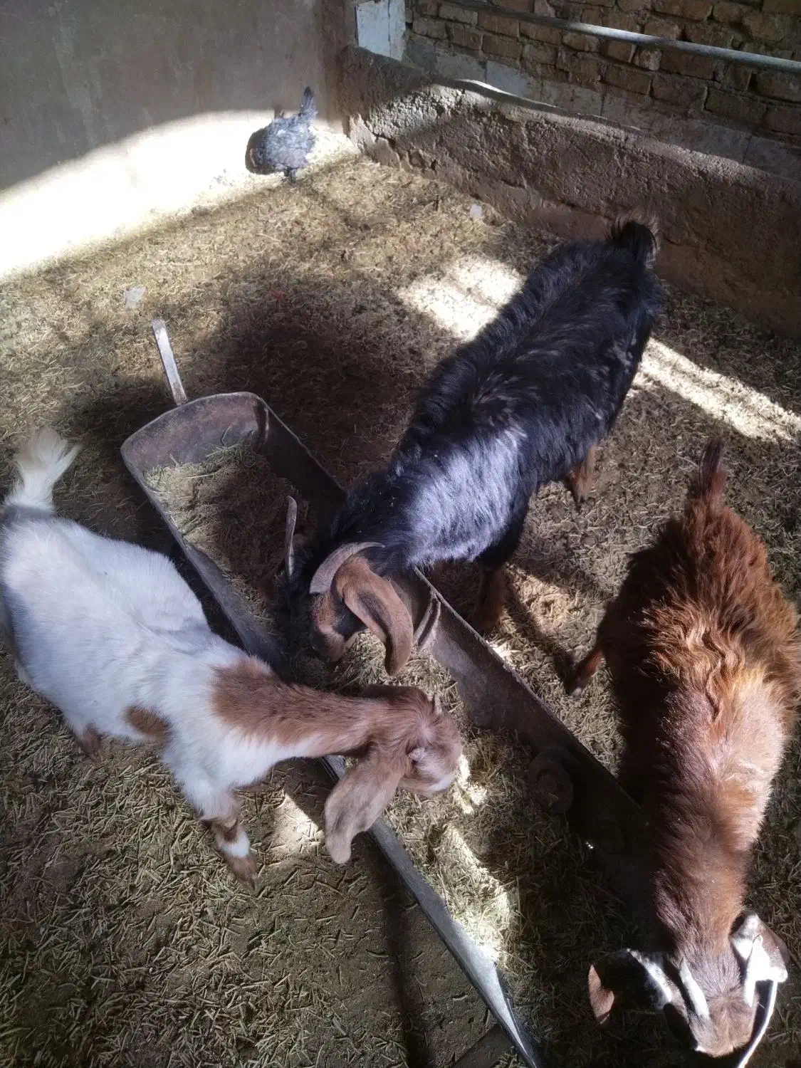 کره ماده چاق|حیوانات مزرعه|یزد, |دیوار