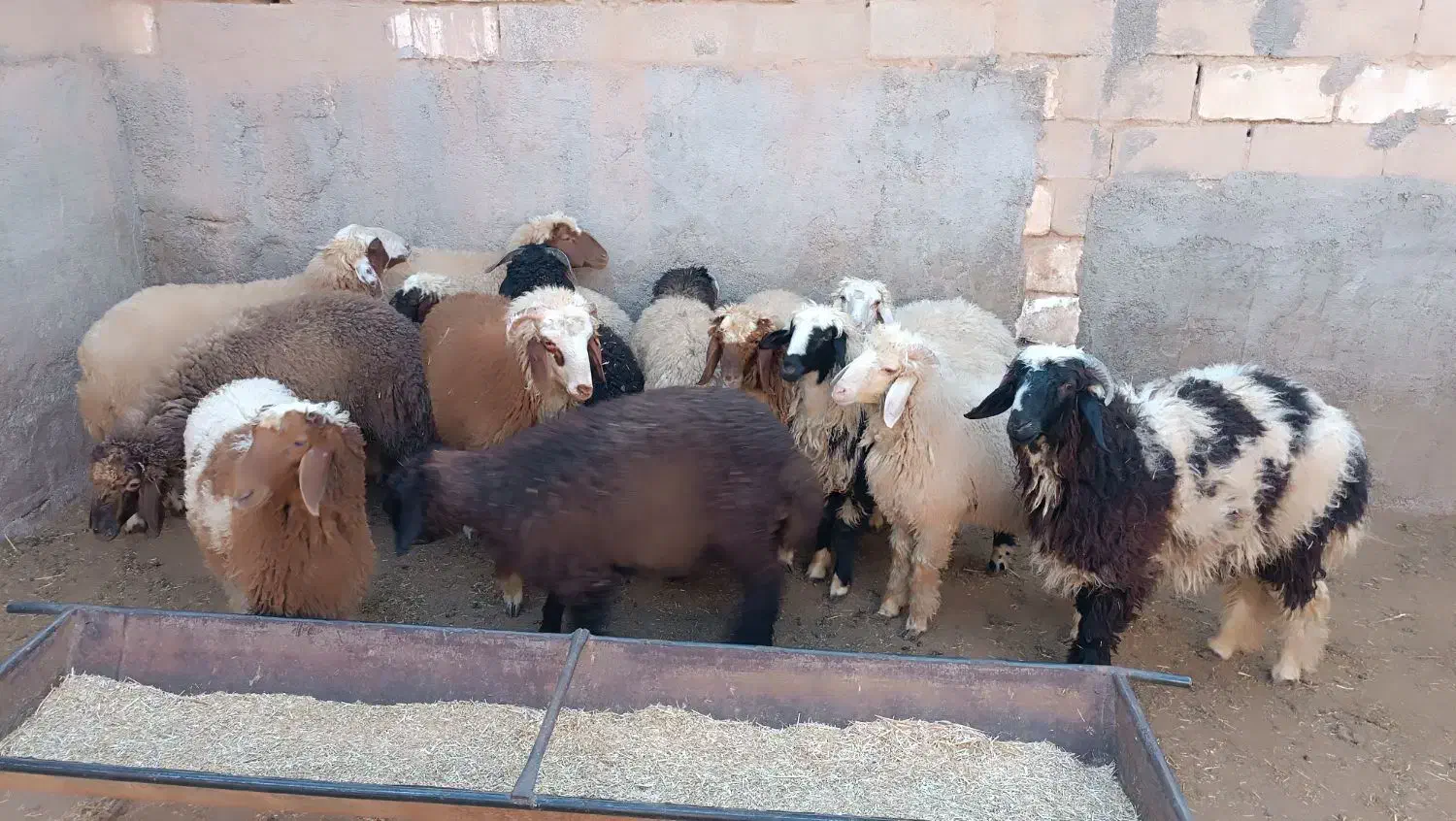 توافقی|حیوانات مزرعه|کارون, |دیوار