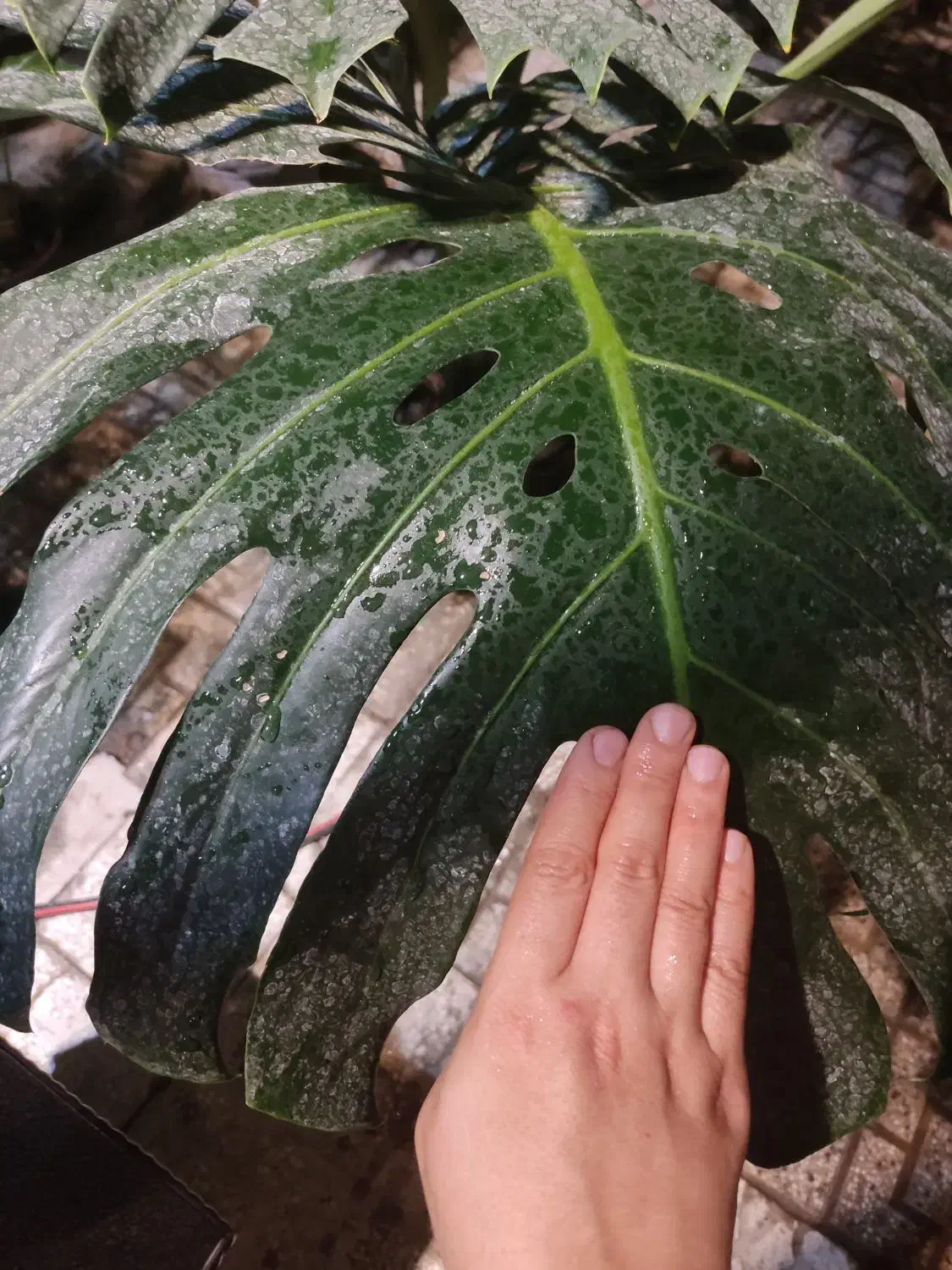 مانسترا غول پیکر|گل و گیاه طبیعی|ارومیه, |دیوار