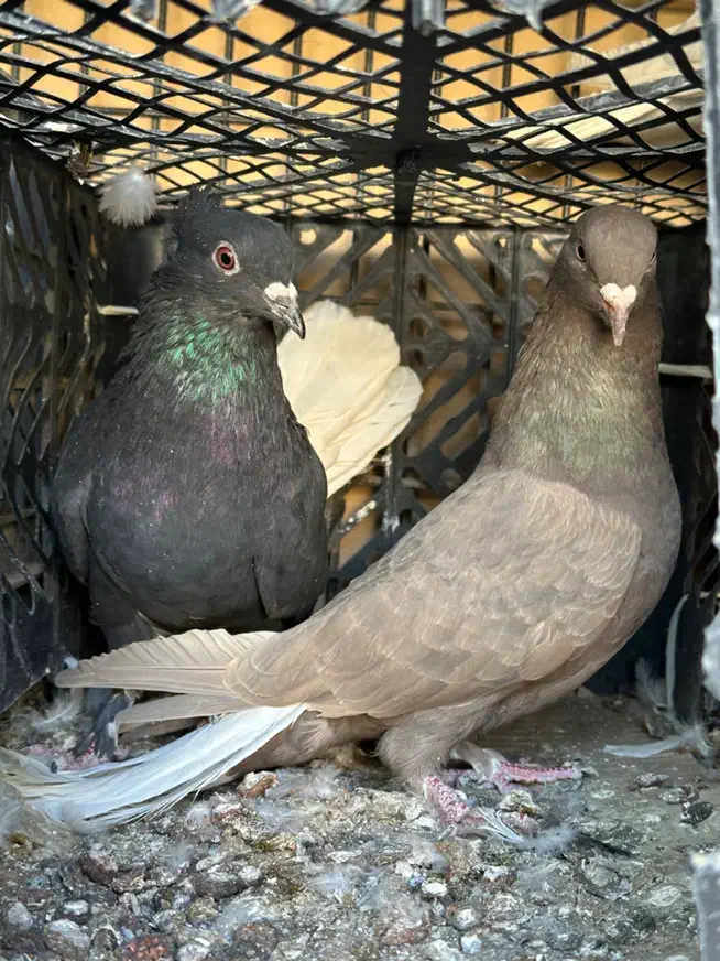 زاع دم سفید|پرنده|یزد, |دیوار