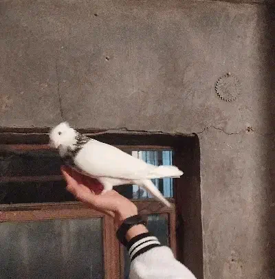 کبوتر طوقی|پرنده|بیجار, |دیوار