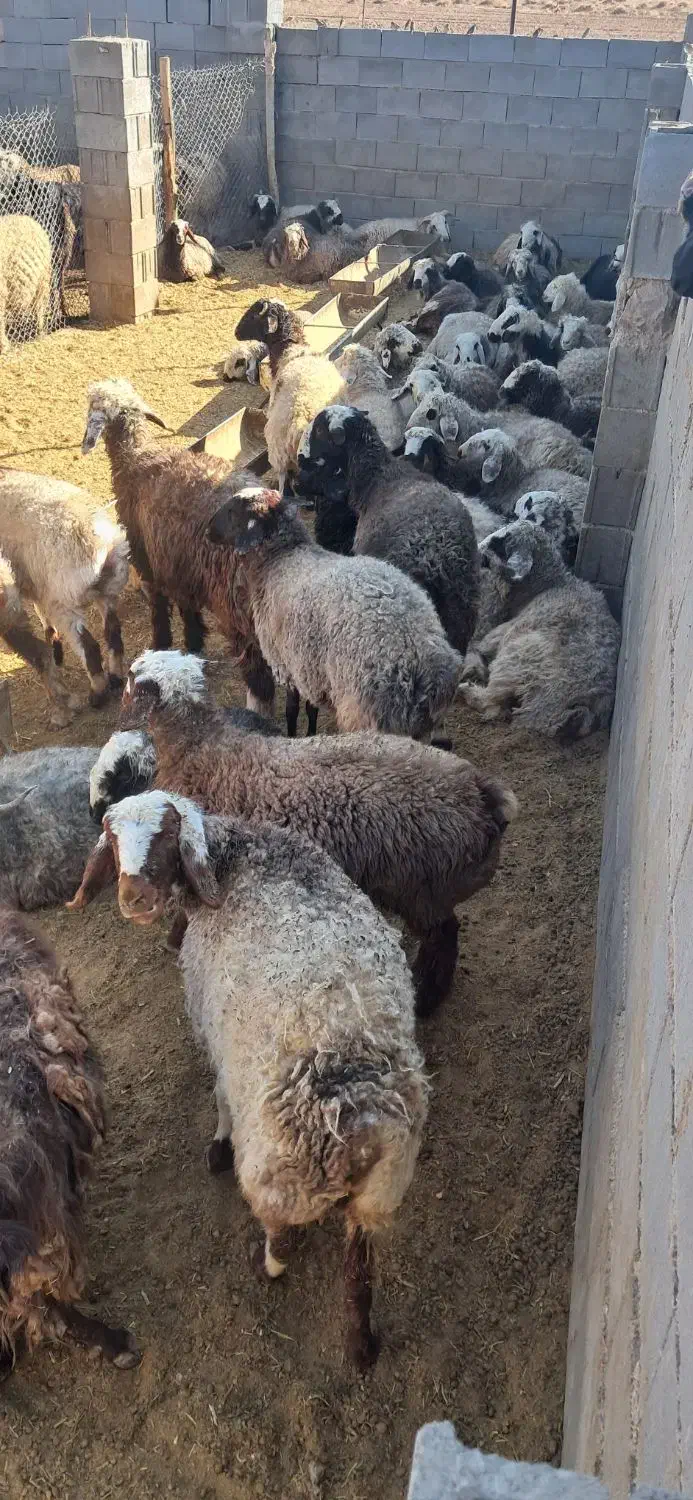 بره کشتاری|حیوانات مزرعه|اقلید, |دیوار