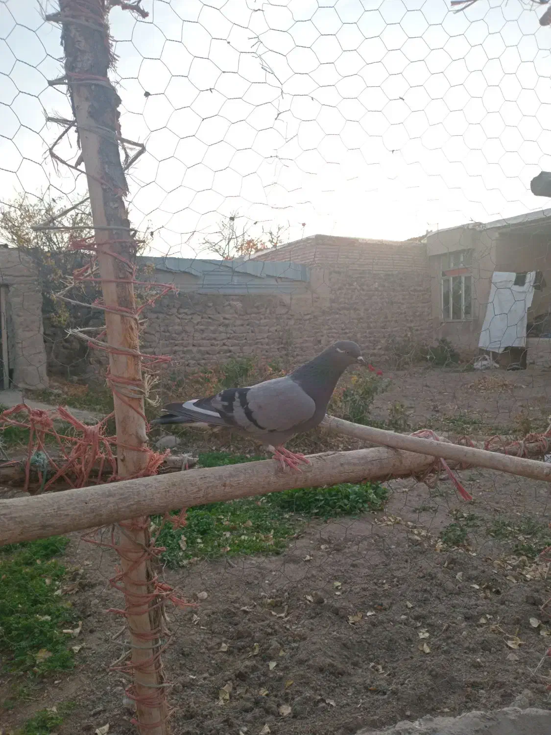 فراری|حیوانات|اردبیل, |دیوار