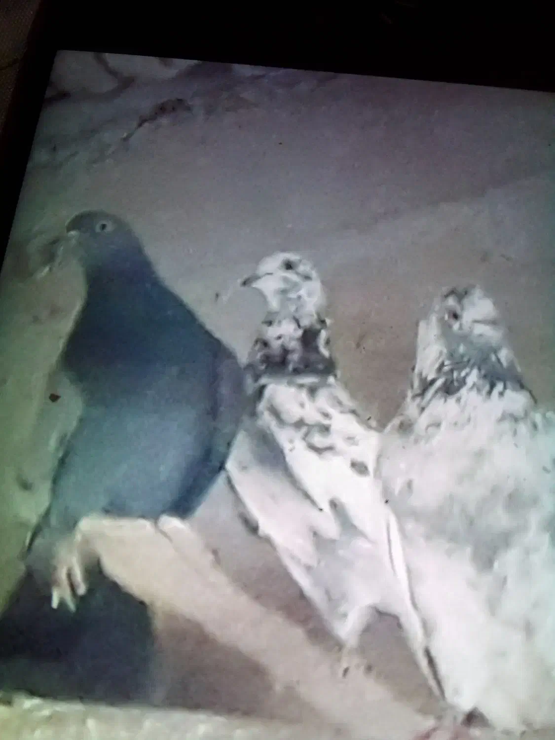 کبوتر فروشی|پرنده|گلپایگان, |دیوار