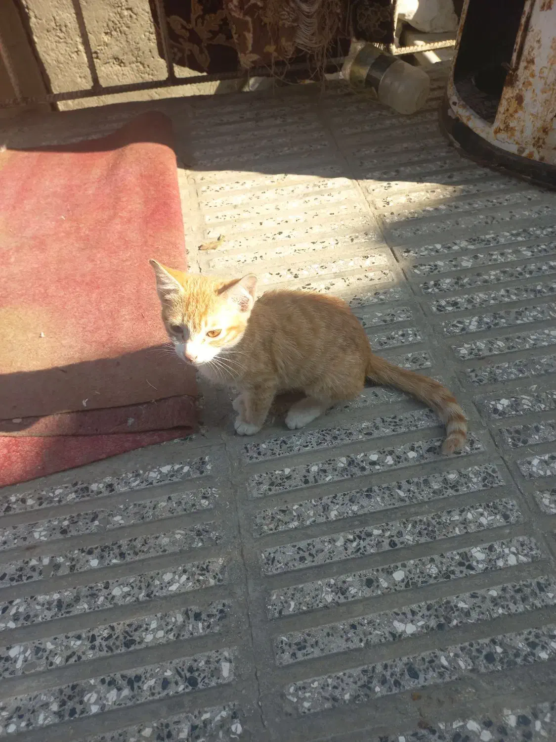 بچه گربه|گربه|آزادشهر, |دیوار