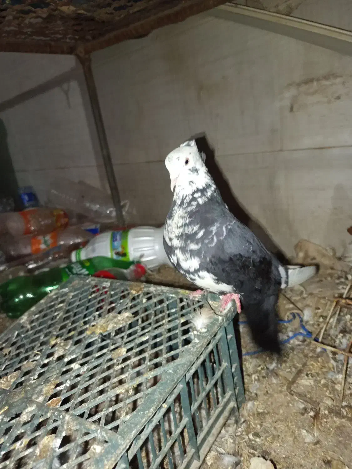 باسلام کفتر به شرط دوری|پرنده|اهواز, شهرک اکباتان|دیوار