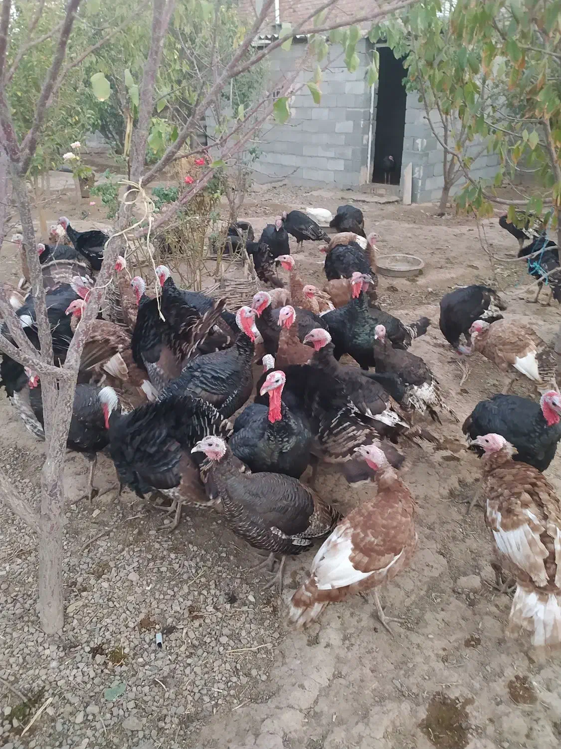 فروش بوقلمون محلی عمده خورده|حیوانات مزرعه|بوکان, |دیوار