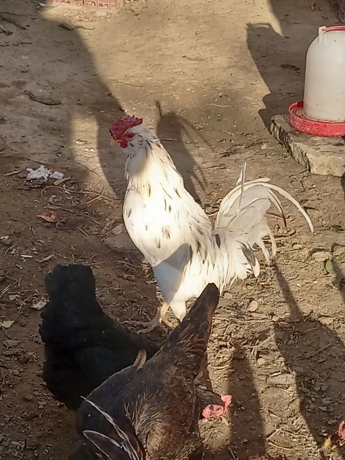 خروس اصیل گلین|حیوانات مزرعه|تهران, شهرک آزمایش|دیوار