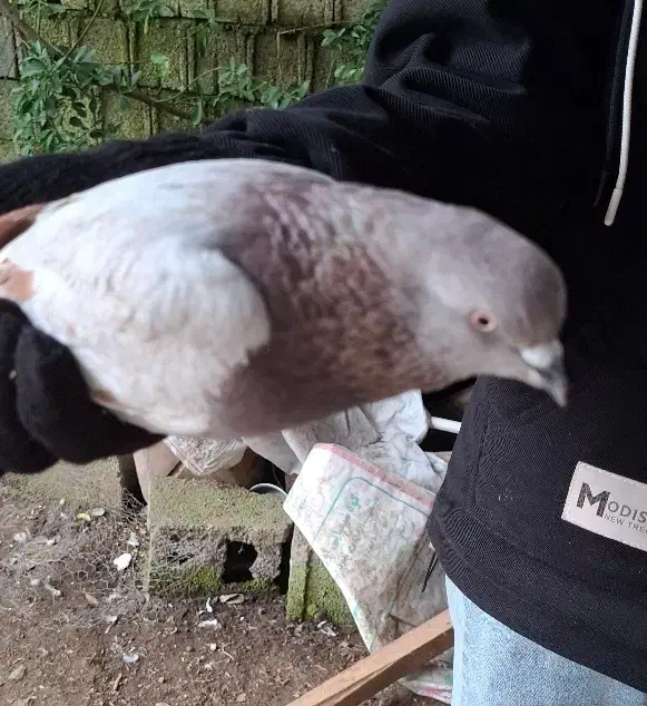 کبوتر|پرنده|کیاشهر, |دیوار