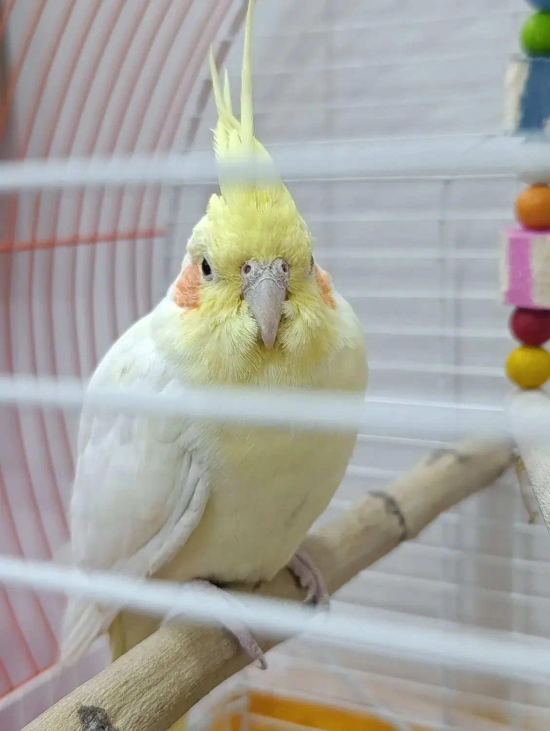 عروس هلندی|پرنده|شاهین‌شهر, گزبرخوار|دیوار