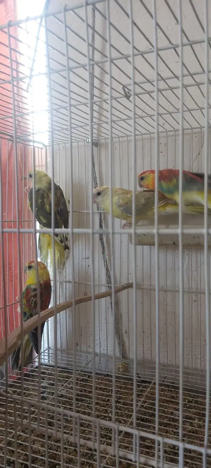 طوطی آوازه خوان|پرنده|اسفراین, |دیوار