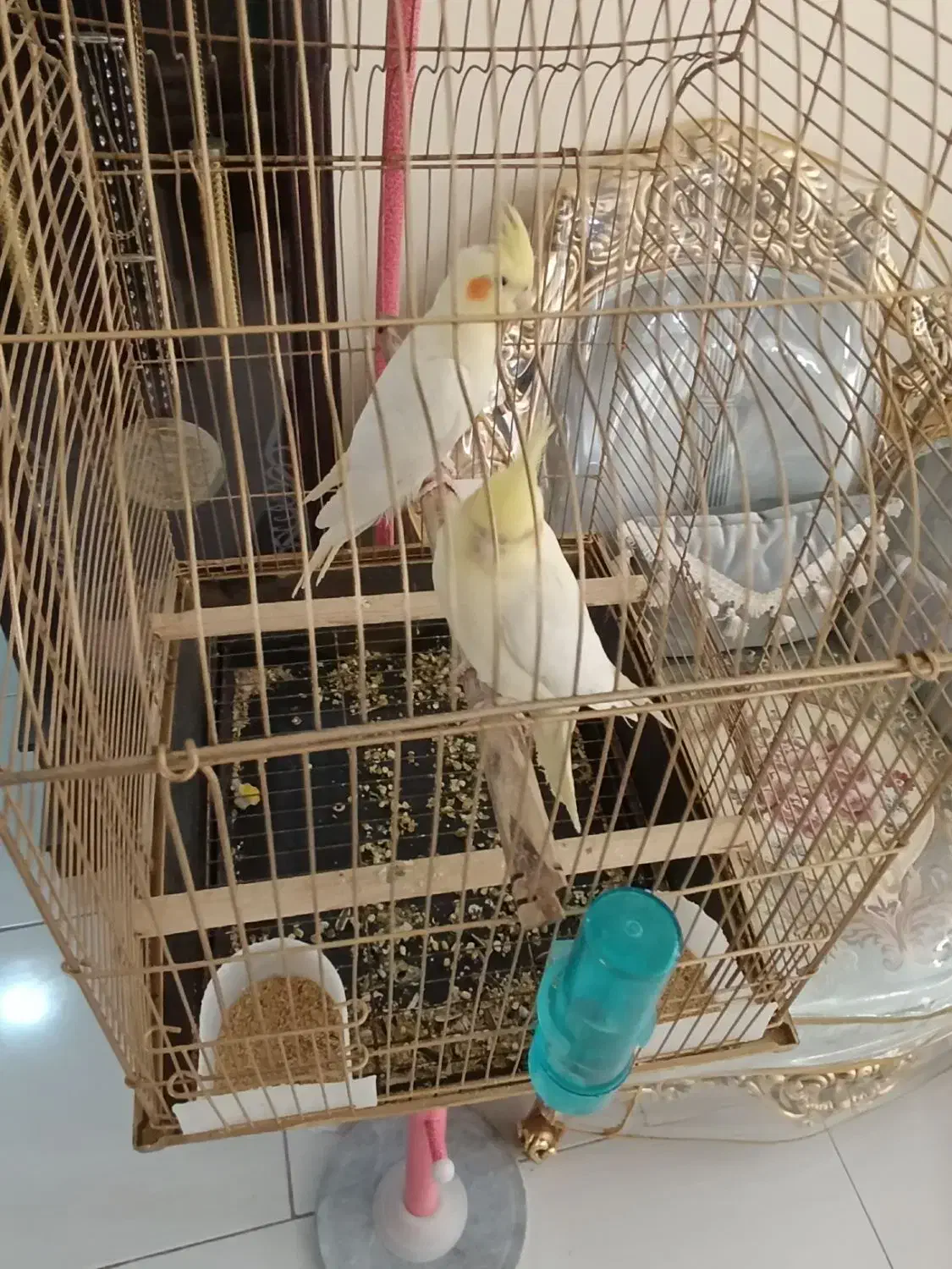 لوتینو تازه دونخور جوجه  سه ماه|پرنده|تهران, افسریه شمالی|دیوار