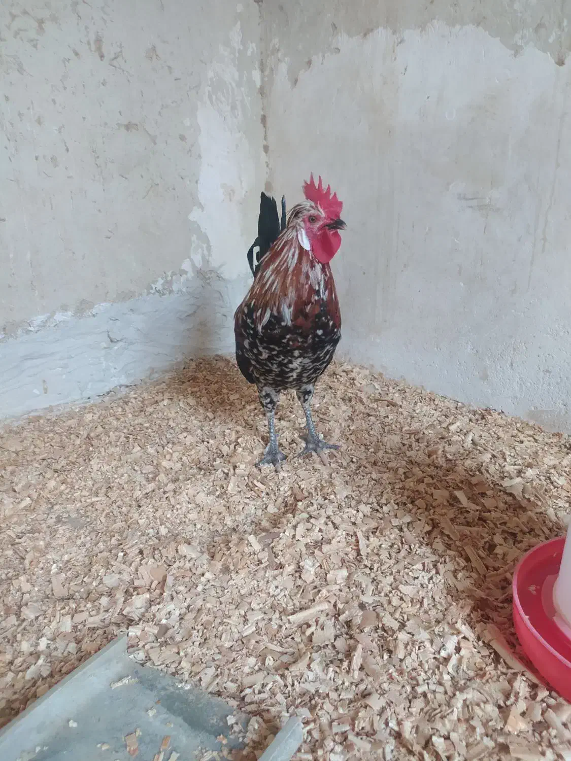 خروس شهری کالینگی|حیوانات مزرعه|قشم, |دیوار