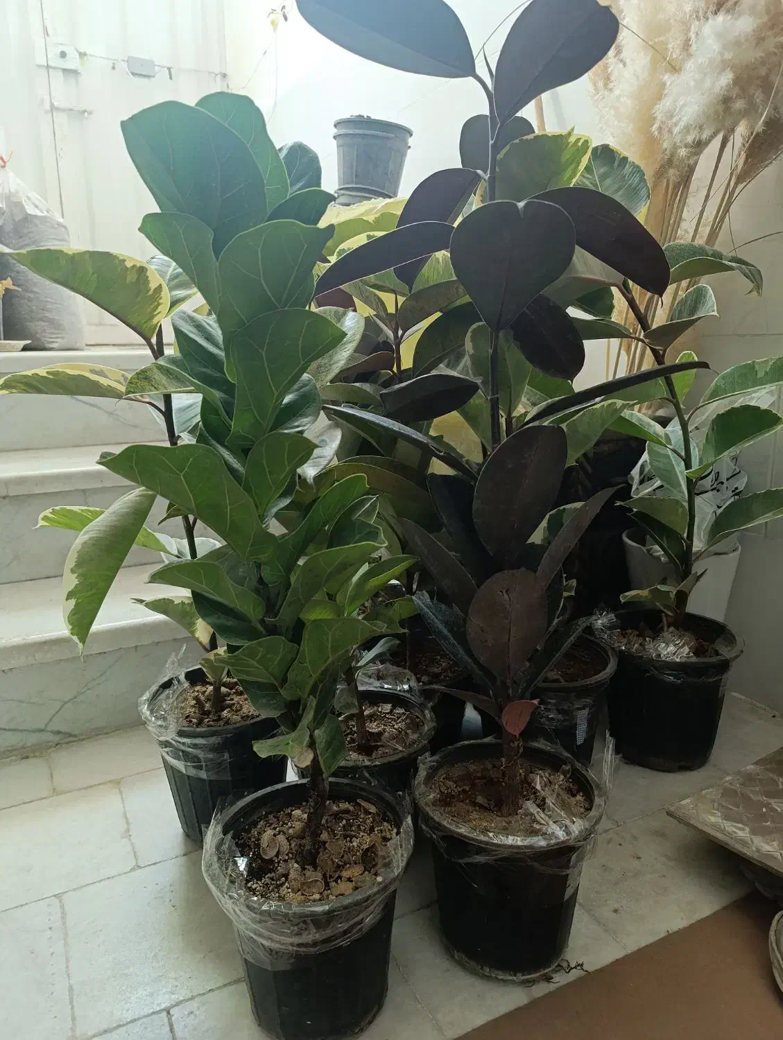 فروش آنلاین گل|گل و گیاه طبیعی|یزد, |دیوار