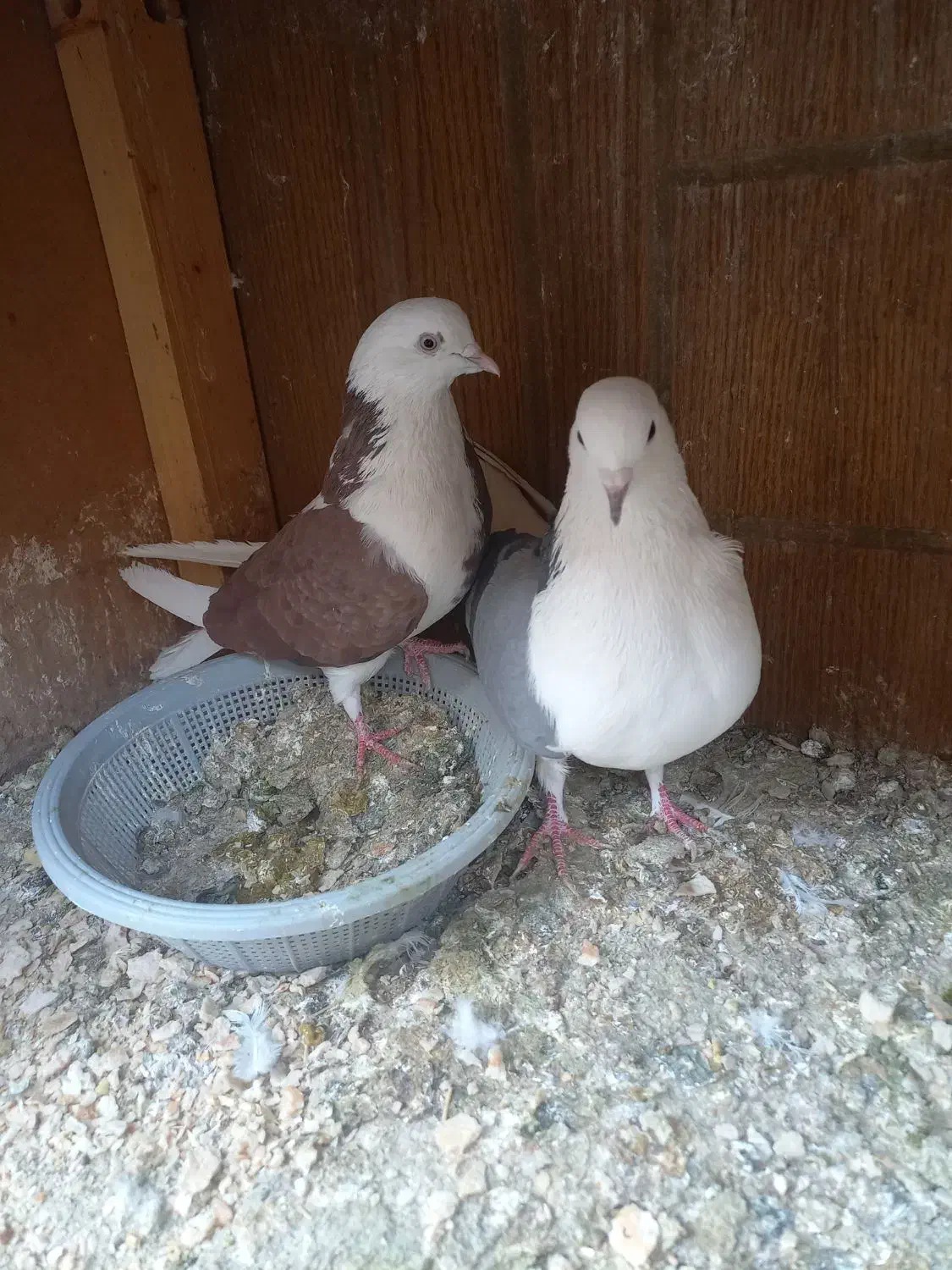 کبوتر پرشی|پرنده|ابریشم, |دیوار