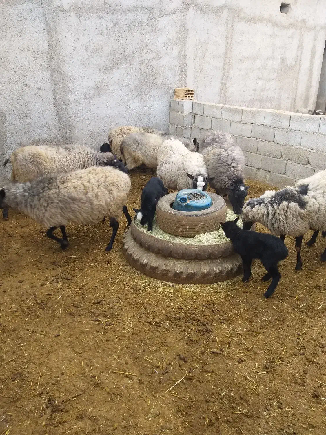 گوسفند رومانوف|حیوانات مزرعه|شهریار, شهرک اداری تندگویان|دیوار