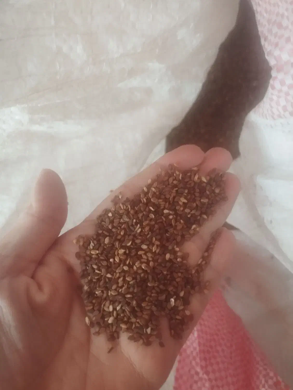 کنجد|خوردنی و آشامیدنی|سبزوار, باهنر|دیوار