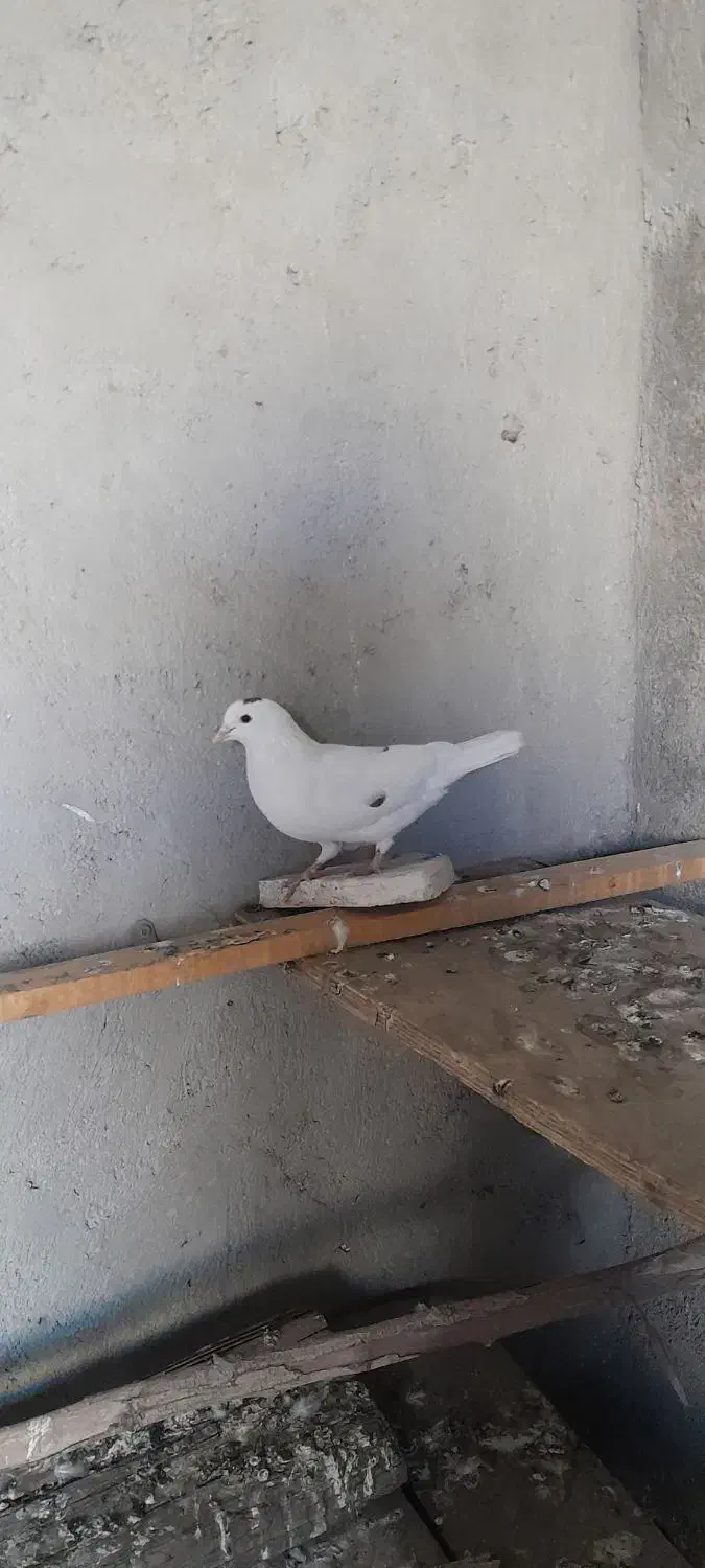 کبوتر معمولی گرفتنی|پرنده|اهواز, بعثت|دیوار