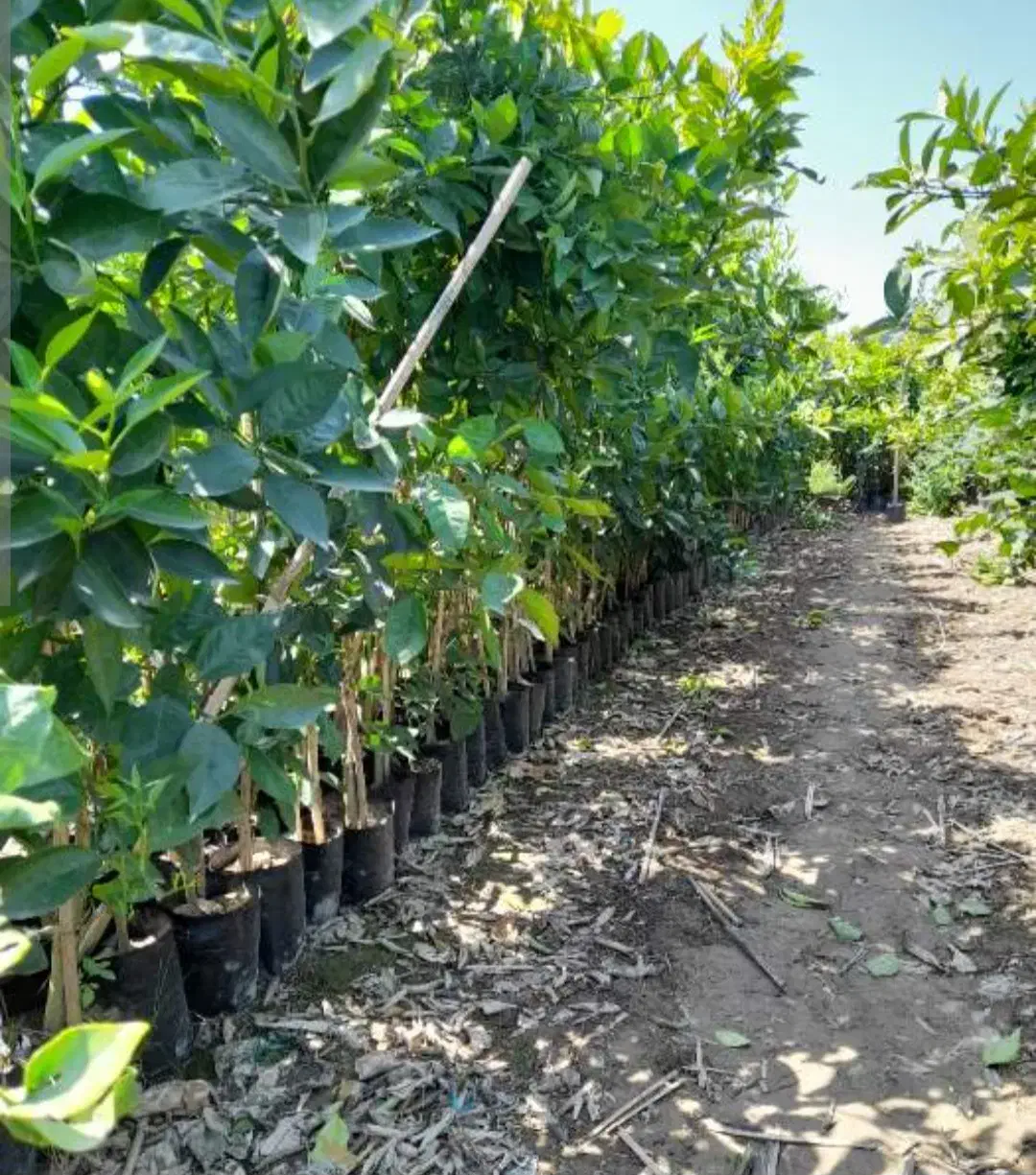 فروش انواع نهال مرکبات|خدمات باغبانی و درختکاری|فرح آباد, |دیوار