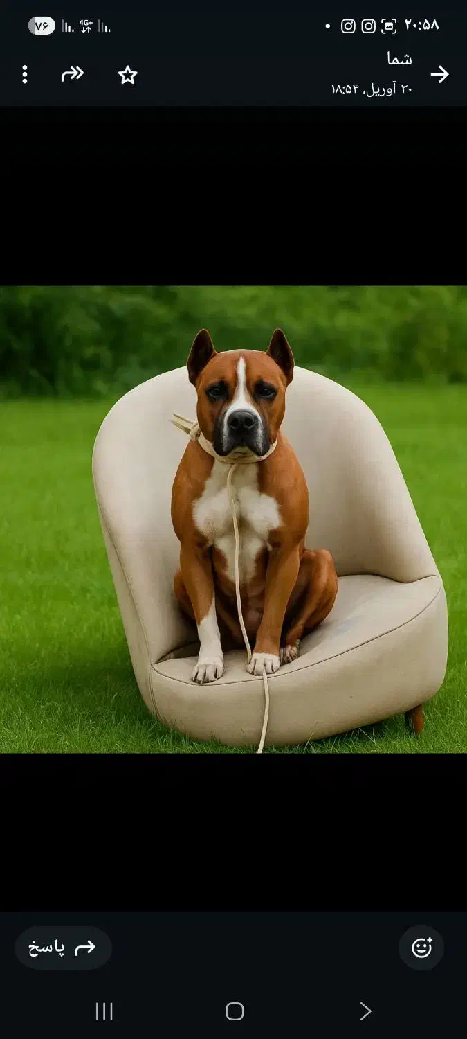 پیتبول نر|سگ|تهران, فردوس|دیوار