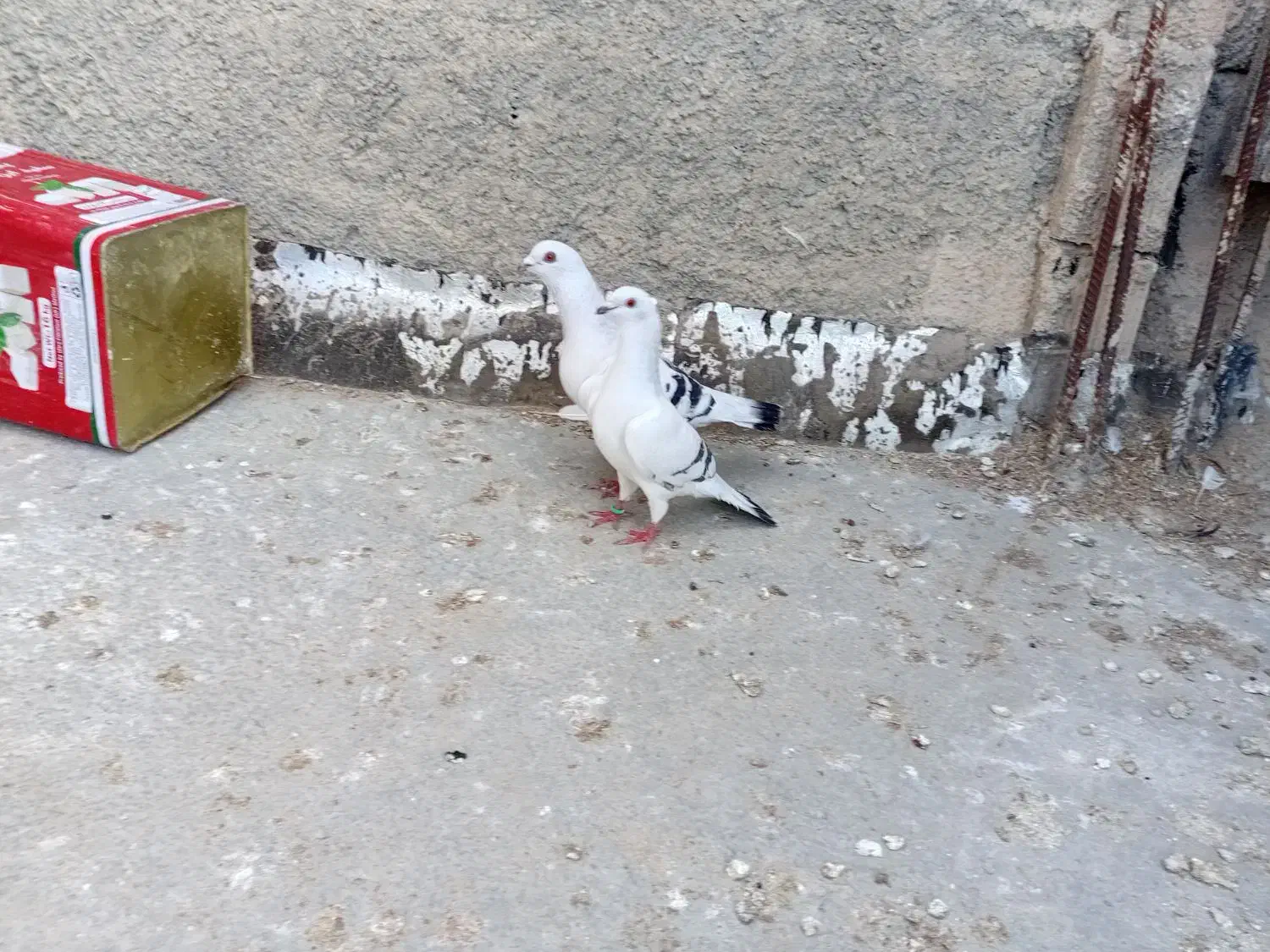 پرنده|پرنده|فاروج, |دیوار