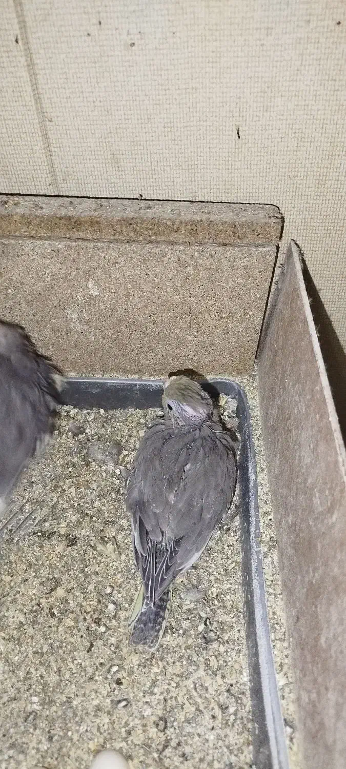 جوجه عروس هلندی|پرنده|قشم, |دیوار