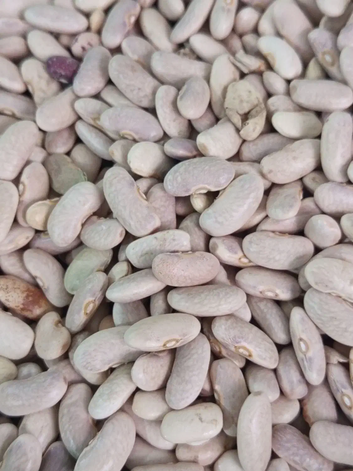 منجیل شهرک ایثارگران خ امینی|خوردنی و آشامیدنی|منجیل, |دیوار