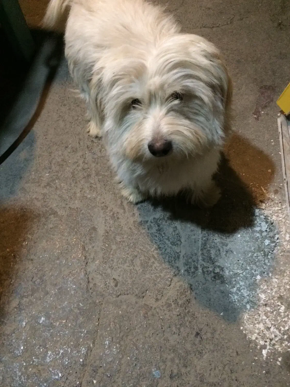 گمشده|سگ|ماهدشت, |دیوار