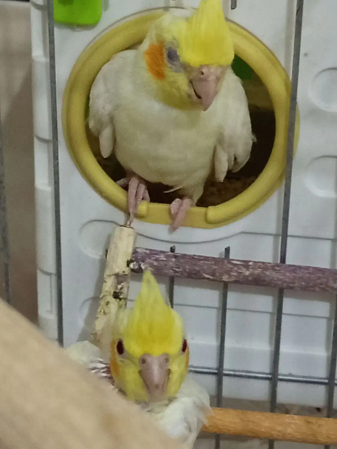 یه جفت عروس هلندی لیتونو الان روتخم هست|پرنده|خفر, |دیوار