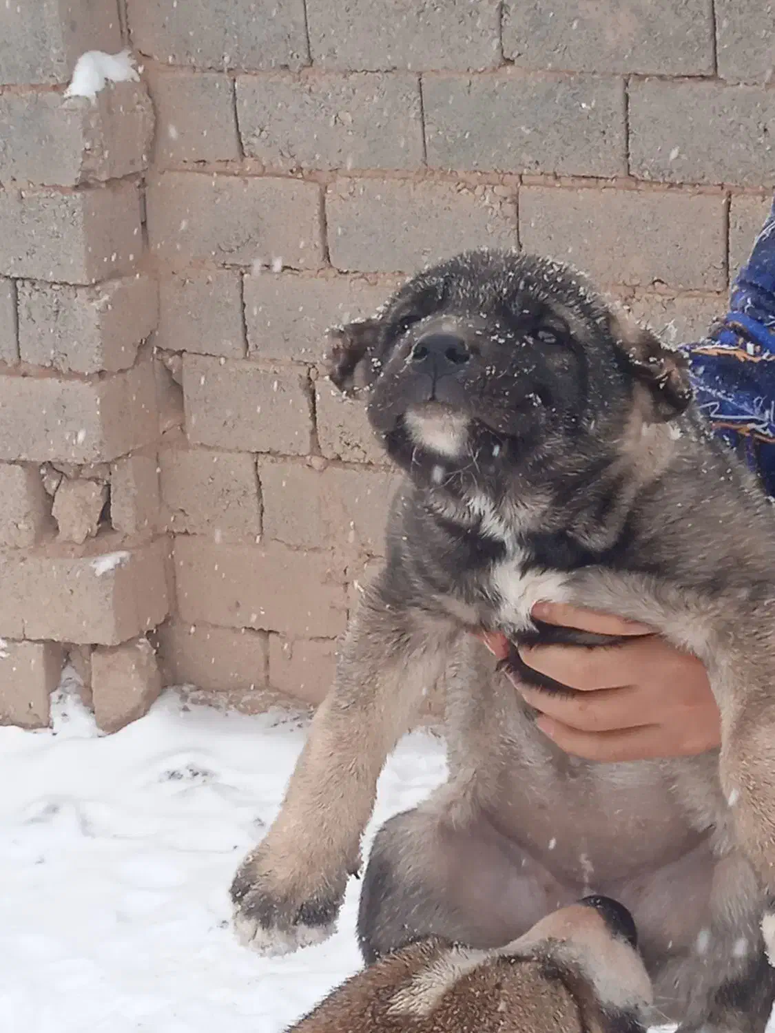 ماده سرابی|سگ|هشترود, |دیوار