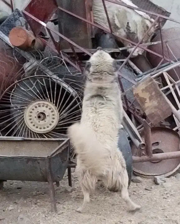 واگزارسگ|سگ|اسدآباد, |دیوار