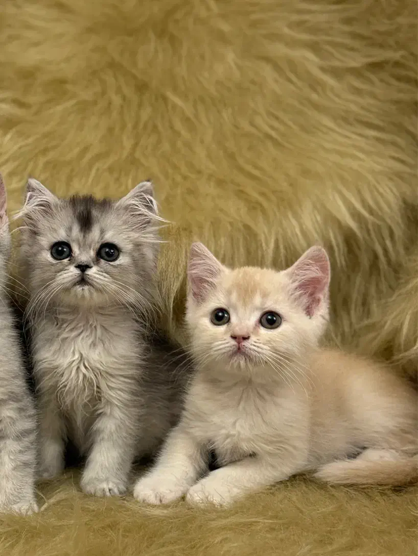 گربه بریتیش|گربه|تبریز, |دیوار