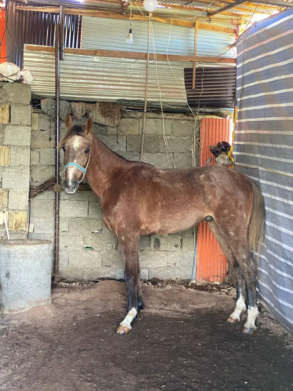 اسب عرب|اسب و تجهیزات اسبسواری|رشت, منظریه|دیوار