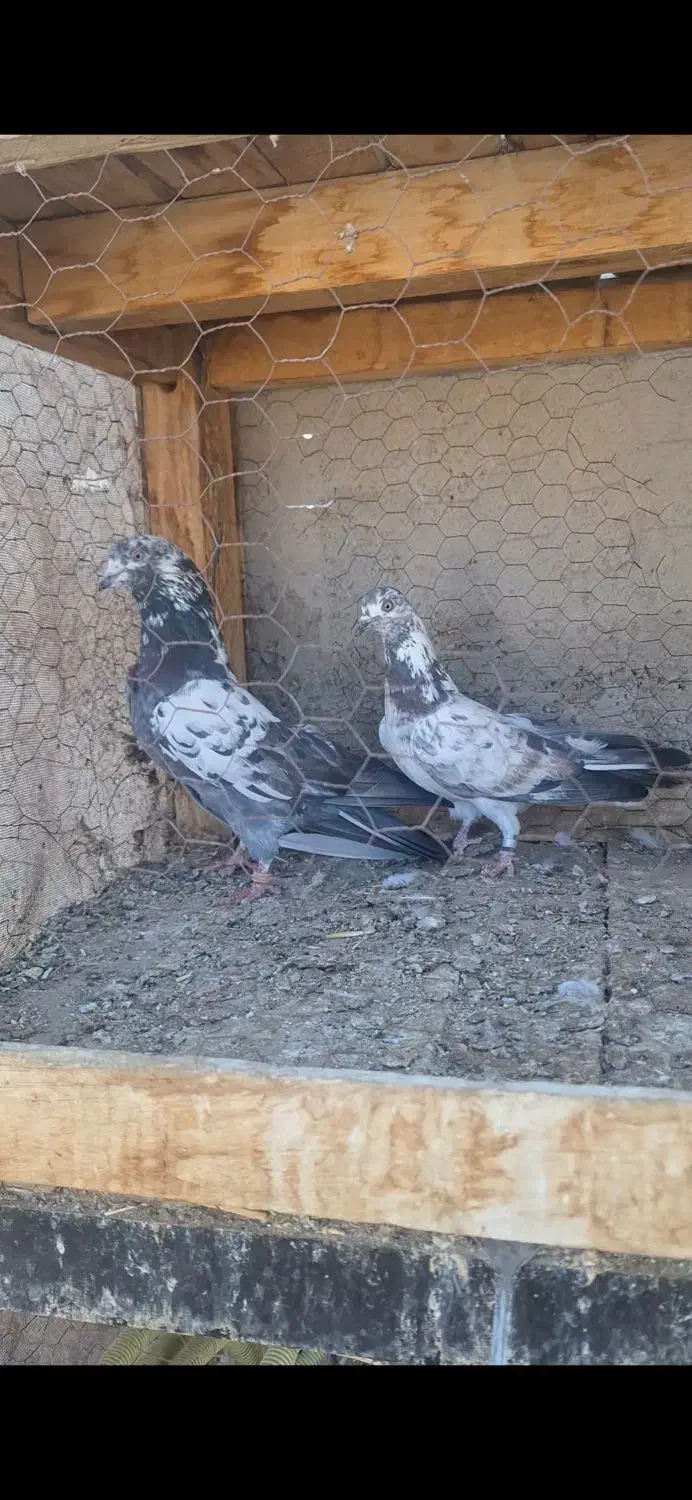 کبوتر|پرنده|نهاوند, |دیوار