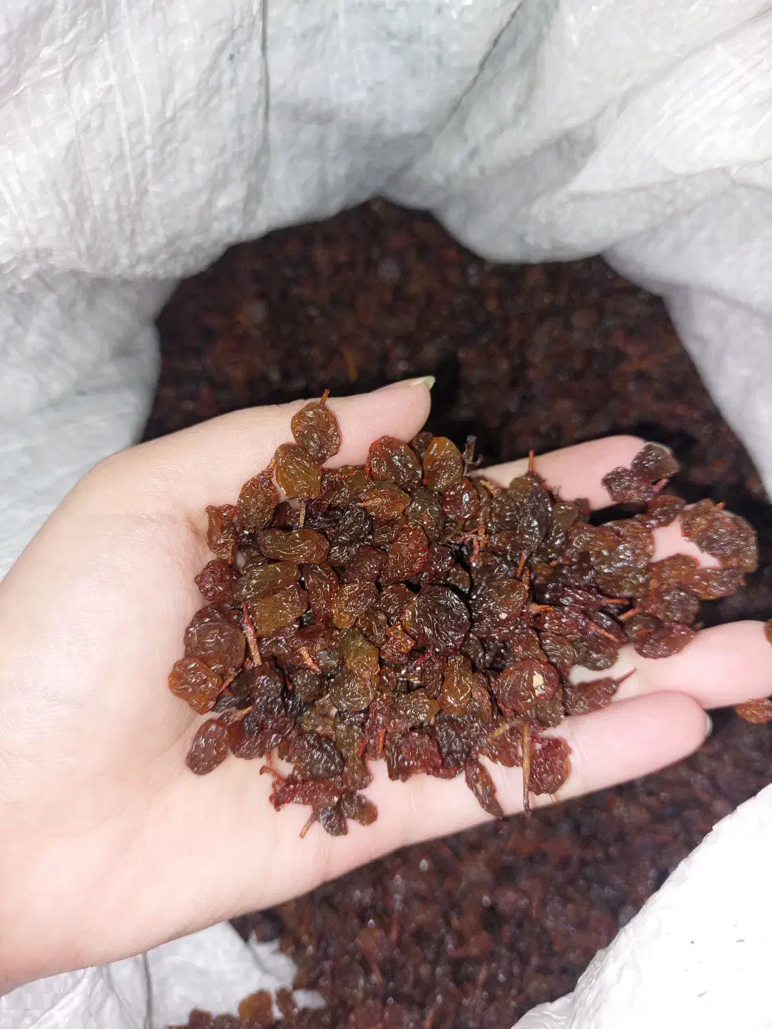 کشمش افتابی|خوردنی و آشامیدنی|مشهد, توس (بلوار توس)|دیوار