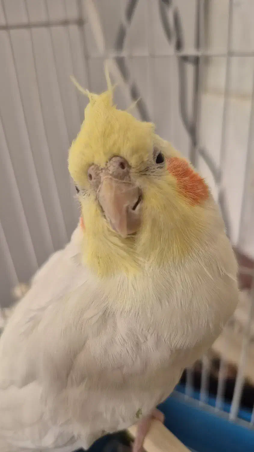 عروس هلندی|پرنده|روانسر, |دیوار