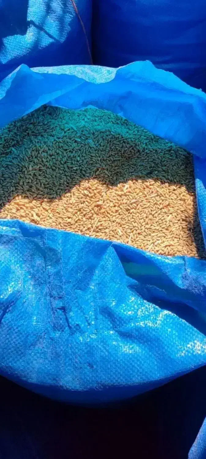 گندم بذری|خدمات باغبانی و درختکاری|کوهدشت, |دیوار