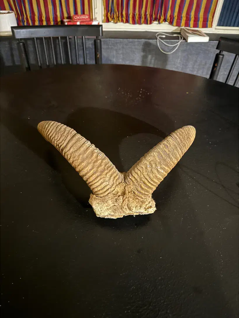 شاخ قوچ|کلکسیون اشیاء عتیقه|تهران, ایرانشهر|دیوار