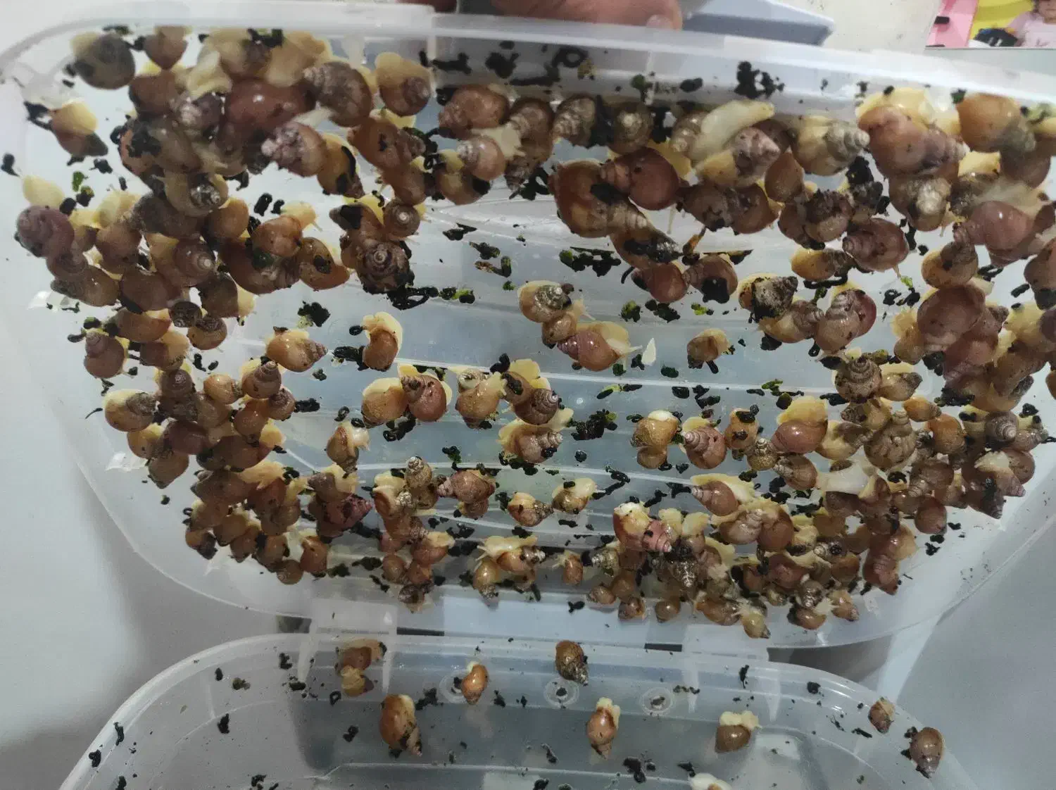 سوپر مولد|خزنده|کرج, فاز ۴ مهرشهر|دیوار