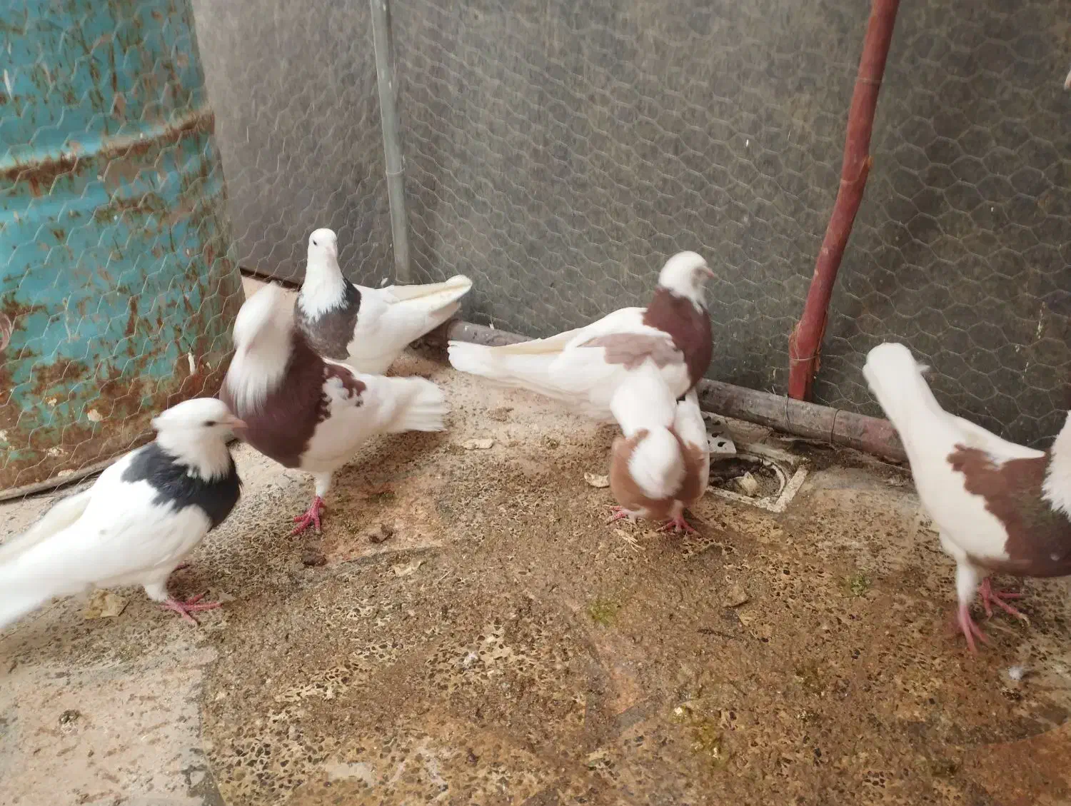 کبوتر|پرنده|معمولان, |دیوار