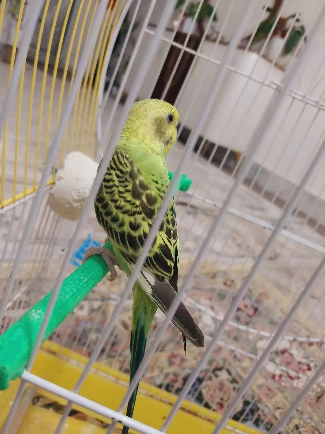 مرغ عشق دستی|پرنده|سبزوار, شرق کال عیدگاه|دیوار