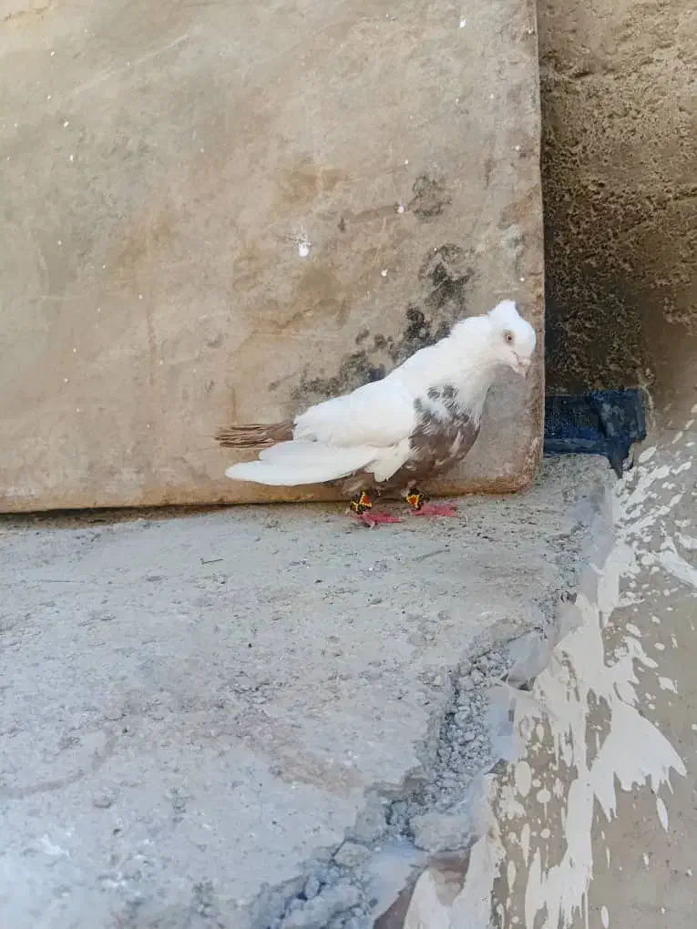 کبوتر امیدیه|پرنده|امیدیه, |دیوار