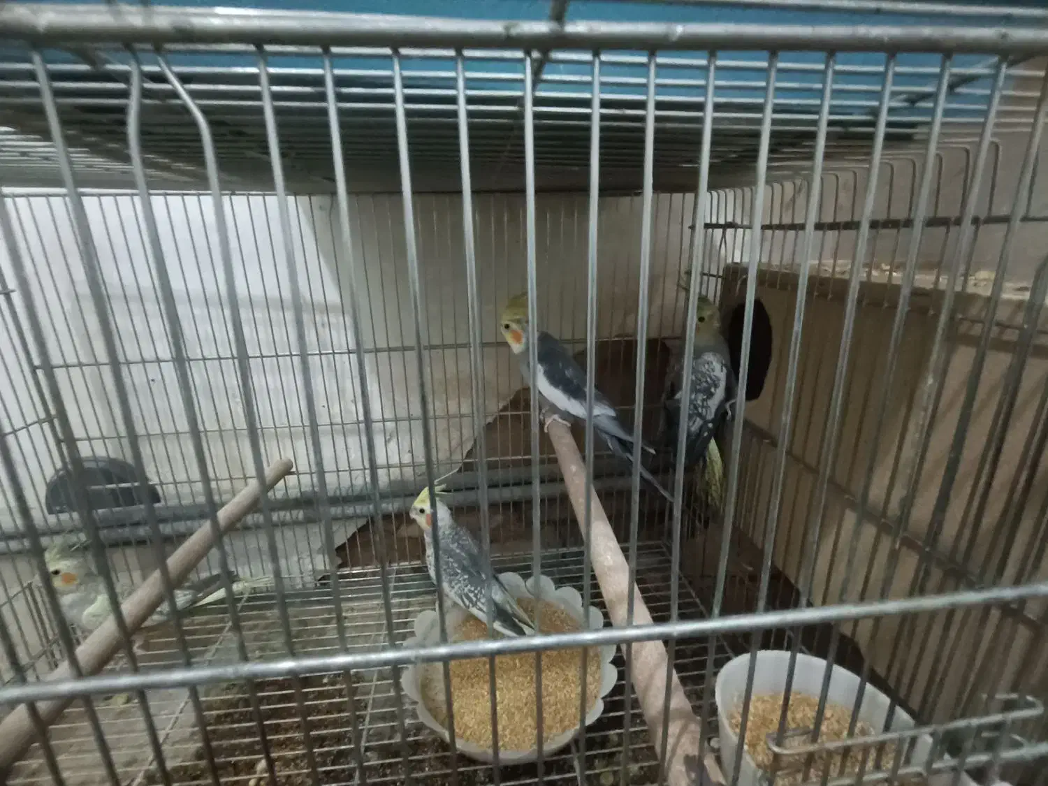 جفت عروس با جوجه|پرنده|اردکان, |دیوار