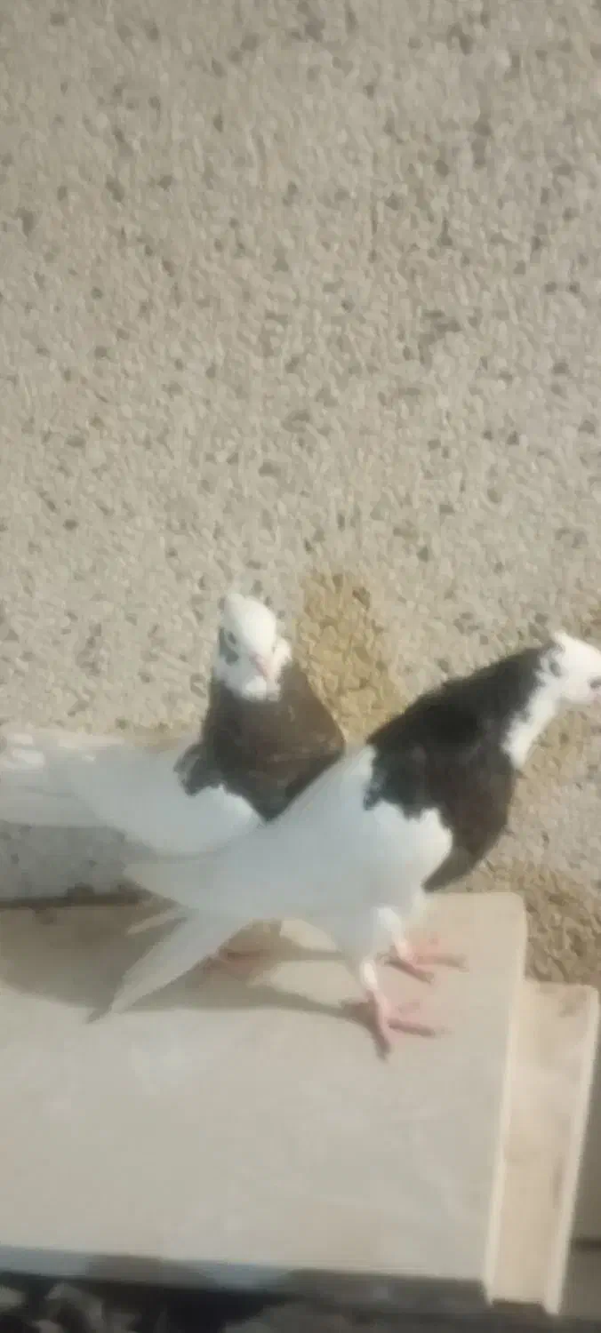 جفت جوجه طوقی|پرنده|قشم, |دیوار