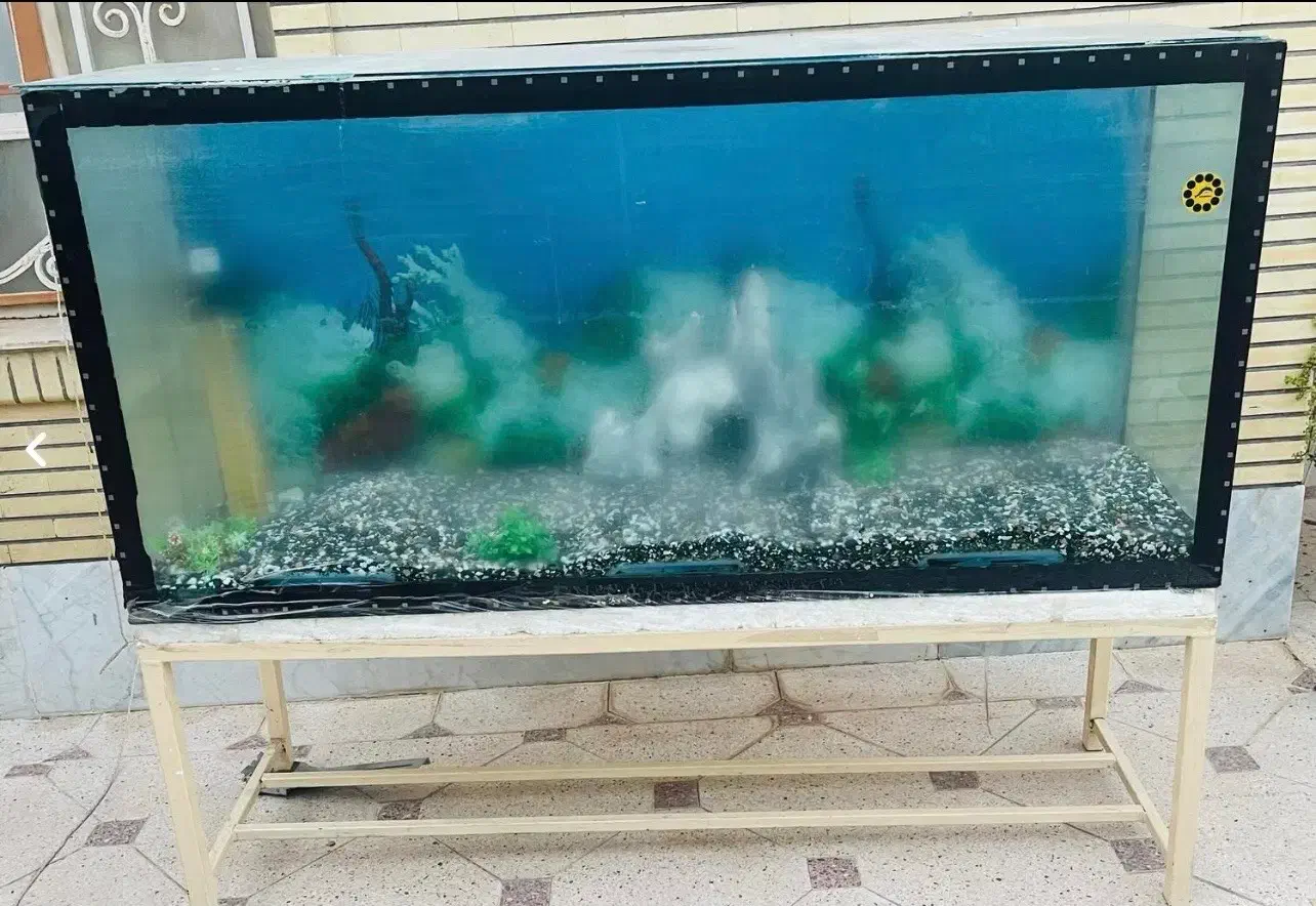 اکواریوم|ماهی|بم, |دیوار